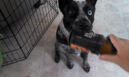 Hond brengt bier voor zijn baasje